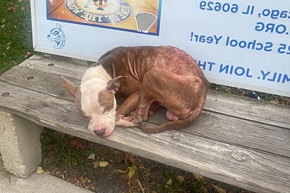 O pitbull estava sozinho há um bom tempo quando enfim goi notado.