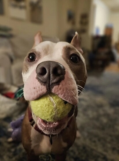 O cão se mostrou educado, o que indica já ter tido uma rotina familiar.