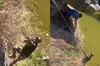 Homens se arriscam em rapel para salvar cachorro de raça possivelmente abandonado em mata