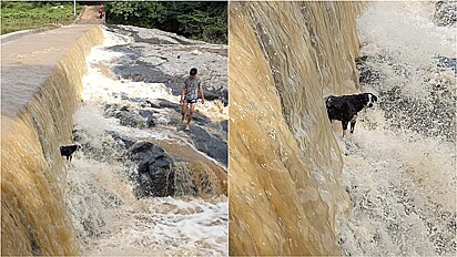 Homens resgatam cachorrinho em meio a Cachoeira do Gonçalves em Dom Quintino, na cidade de Crato, Ceará. 