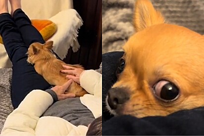 Sem fazer barulho, tutora chega em casa e filma a reação mais doce do seu cachorro chihuahua.