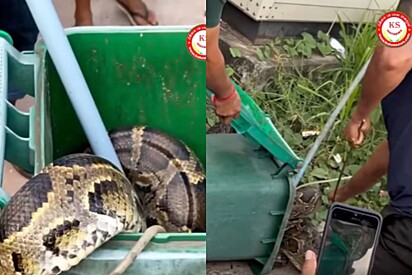 A cobra foi devolvida ao seu habitat natural.