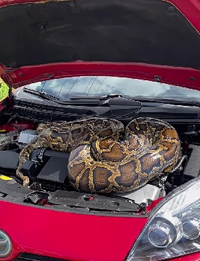 A cobra píton estava escondida no capô do carro a venda.