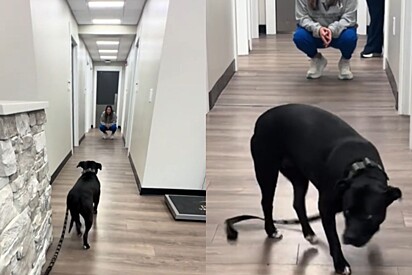 Pit bull nervosa conhece sua nova médica veterinária e sua reação surpreende todo mundo