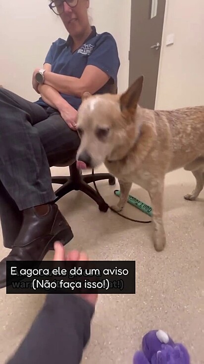 O cão aprendeu a suportar o toque dos tutores.