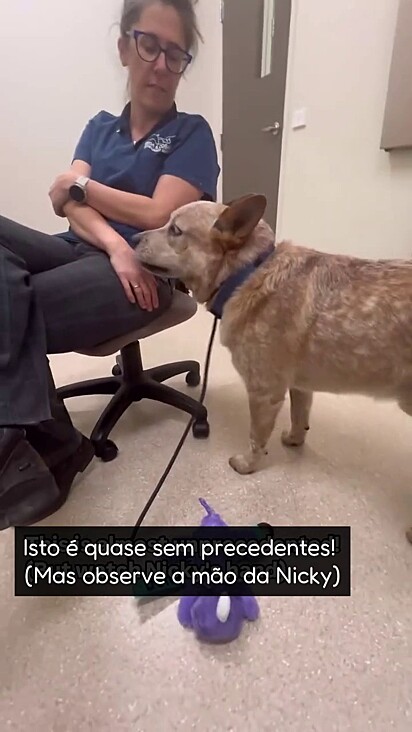 Desconhecidos são alertados para não tocar no cão.