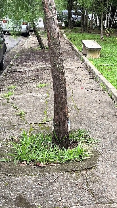 O cão consegue esconder até sua guia.