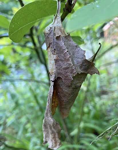 Mary percebeu que as folhas secas de sua árvore, na verdade, eram casulos de mariposas.