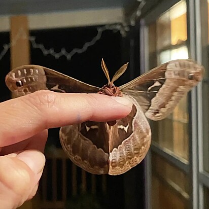 Mary recebeu a visita de uma mariposa-da-seda-tulipa.