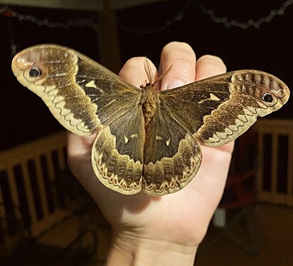 As mariposas-da-seda-árvore-de-tulipa encantam pelo tamanho e beleza, parentes próximas da mariposa-luna e prometea.