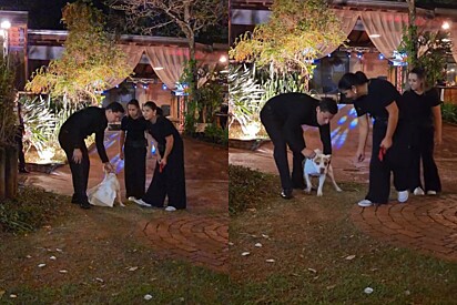 Cachorrinha pitbull fica com vergonha e resolve fugir com alianças no meio de casamento dos sonhos