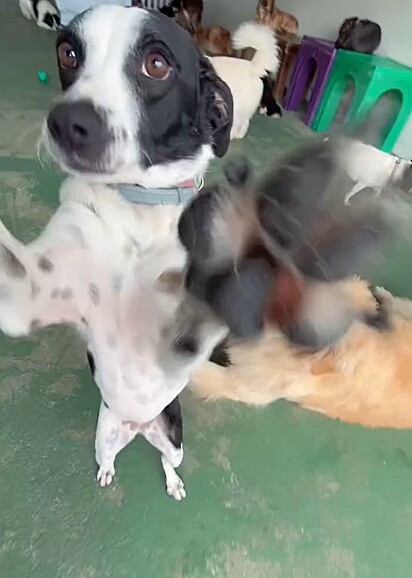 Farofa é uma cachorrinha muito simpática.