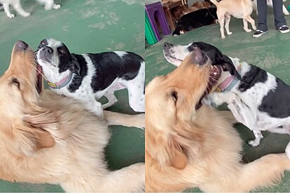 Não vale nada: Cachorrinha namoradeira é filmada pedindo beijo para cãolega de creche.