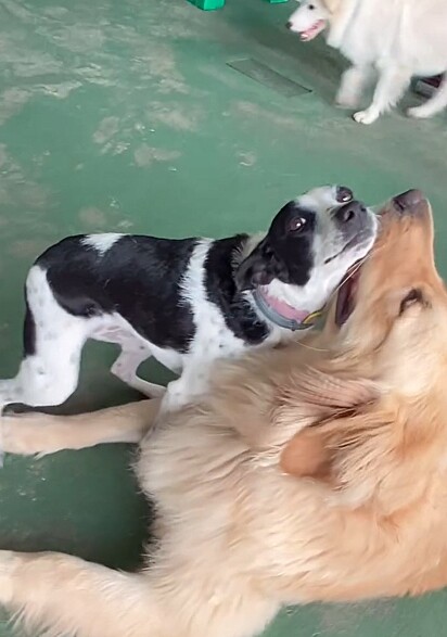 Farofa pedindo beijo para seu colega golden retriever.