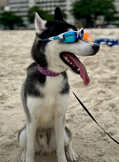 Apollo é um husky cheio de personalidade.