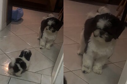 Tutora tinha o sonho de dar um filhote para seu cão shih-tzu mas plano não poderia dar mais errado