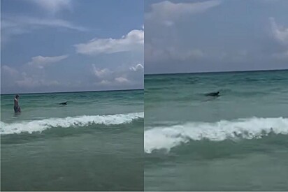 Turistas avistam algo que parecia ser um cachorro grande nadando no mar, mas realidade era bem diferente.