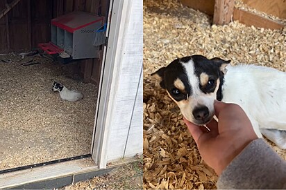 Mulher sai para buscar ovos em galinheiro e acaba encontrando um bebezinho sozinho no local.