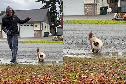 Homem tenta ensinar seu gato ragdoll a pular poça dágua, mas tudo sai errado.