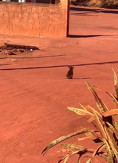 Ela caminhou para o meio da rua, como se implorasse para ser notada.