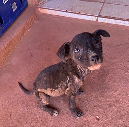 Chloe, a cachorrinha invisível.