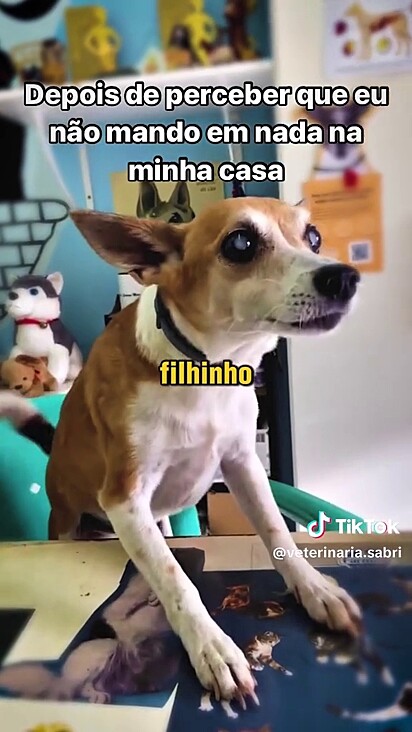 Enquanto esteve sob os cuidados da veterinária ele foi amado e grato por tudo.