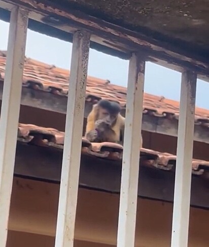 Chico, o macaco-prego que causou alvoroço na cidade de Balsas, no Maranhão.