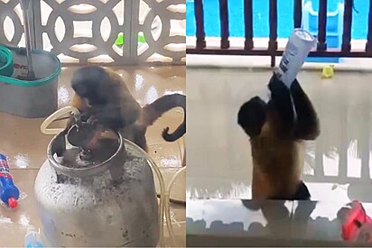 Macaco toca o terror após invadir casa, beber álcool e tentar estourar botigão de gás com faca.