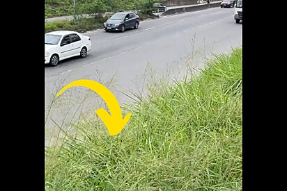 Após ter um dia ruim, rapaz se depara com cena triste na beira de estrada e resolve tomar atitude.