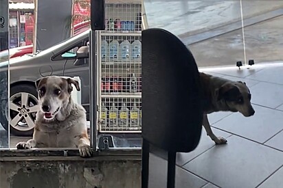 A cachorrinha pensou que estava enganando todo mundo.