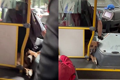 O cachorro caramelo é sempre bem-vindo no ônibus.