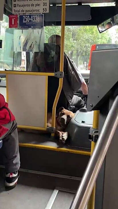 O cachorrinho parecia estar dormindo confortavelmente.