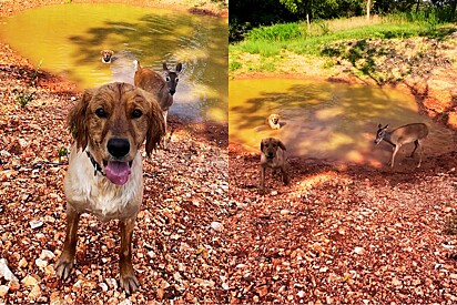 Animal selvagem criado junto de cães Golden, pensa que é um deles e tutora registra momento mágico.