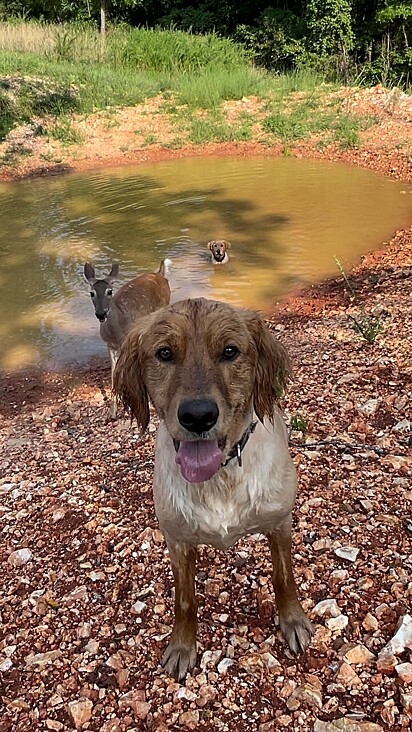 Biscuit ama brincar com os seus irmãos caninos.