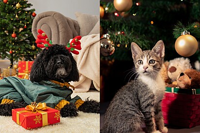 7 ideias de presentes de Natal para seu cachorro ou gato