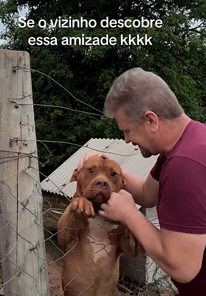 Esse pitbull ama carinho.