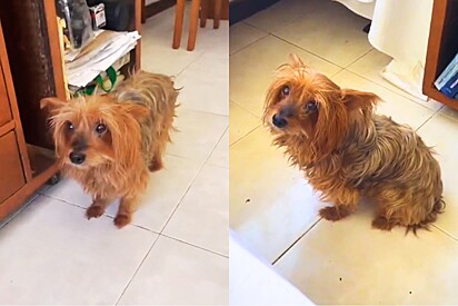 Cachorrinha com transtorno de identidade resolve após 9 anos trocar de nome e caso gera onda de comentários engraçados.