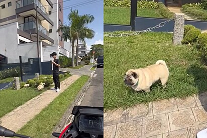 Rapaz aceita entregar celular, mas se transforma após ver que cão seria o alvo de meliante