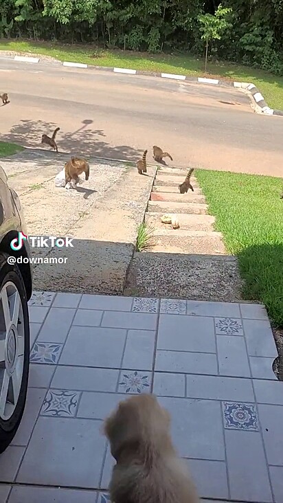 Os animais estavam procurando por comida.