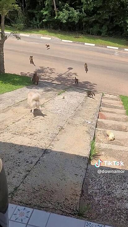 Um dos quatis levou uma sacola com pães para o mato.