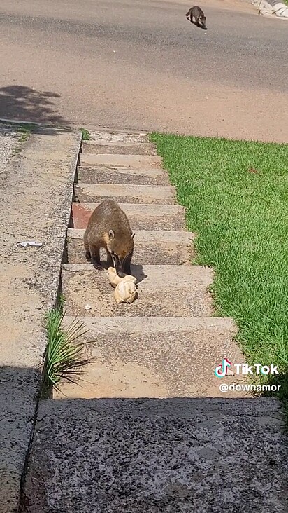 Os animais selvagens não devem ser alimentados por humanos.