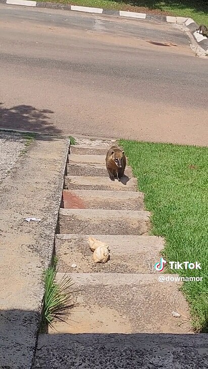 A dona da casa convive com os animais próximo de sua residência.