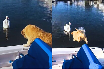 Tudo ia bem em passeio de barco, até cão golden avistar cisne e tudo sair do controle.