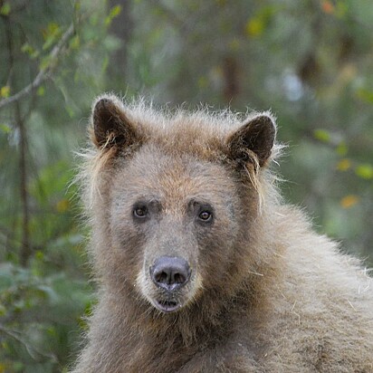 Em sete anos, a ursa passou por uma incrível transformação.