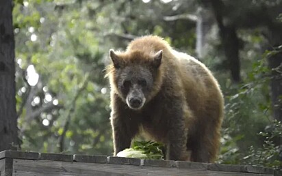 A ursa Eve estava com sarva severa quando foi resgatada.