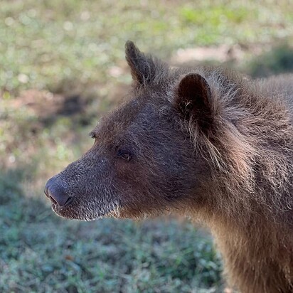 A ursa Eve é um símbolo de resiliência e superação.