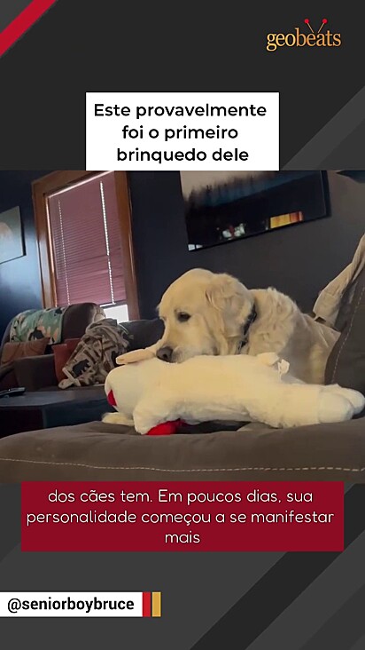 O cão passou nove anos sendo negligenciado e finalmente conheceu o amor.