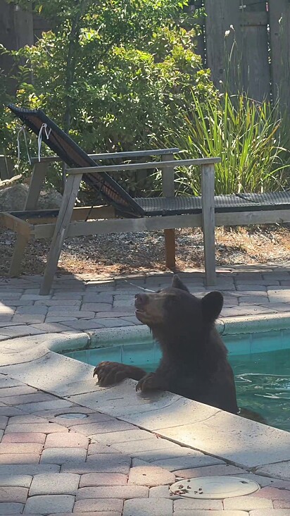 O urso na piscina da casa.