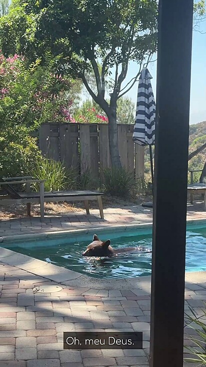 O urso acha que a piscina é para seu próprio uso.