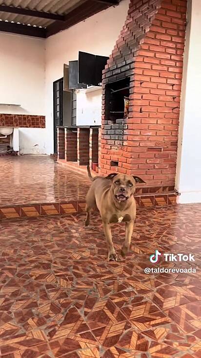 O cão deixou o tutor orgulhoso.